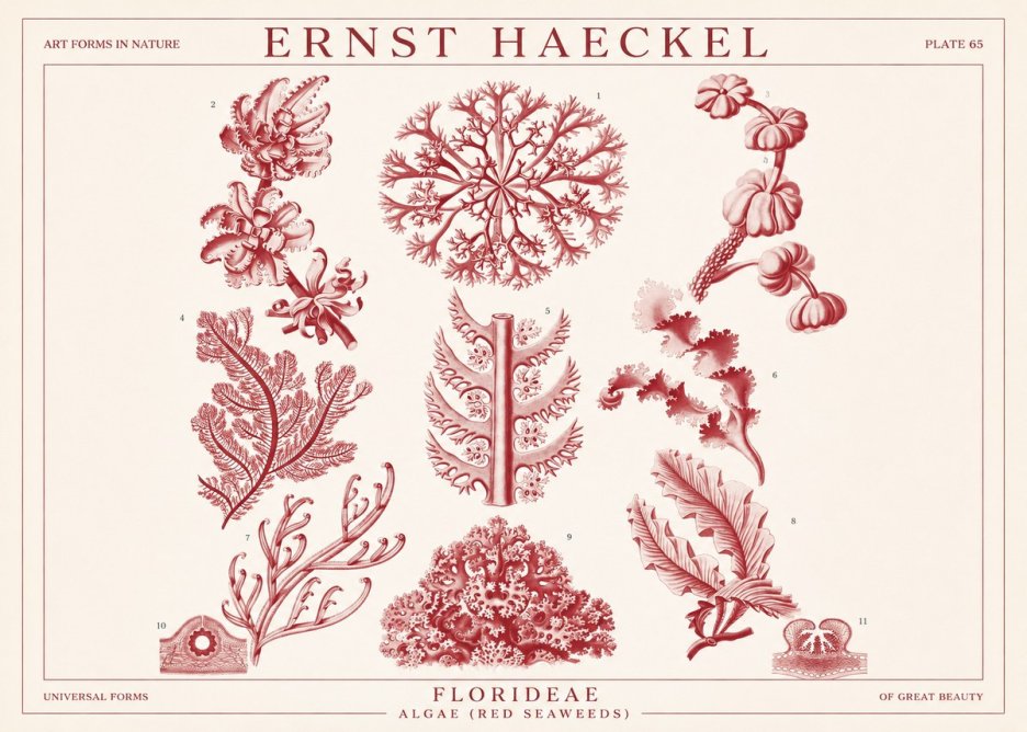 Ernst Haeckel Florideae (Red Seaweeds) No1 - Juliste