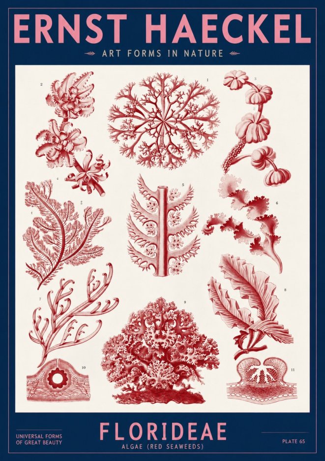 Ernst Haeckel Florideae (Red Seaweeds) No2 - Juliste