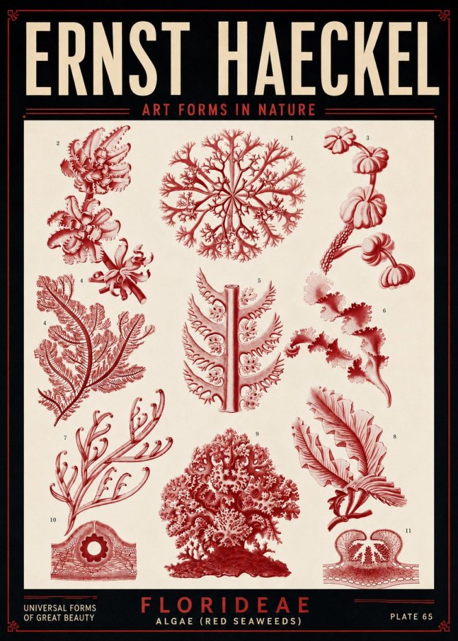 Ernst Haeckel Florideae (Red Seaweeds) No5 - Juliste