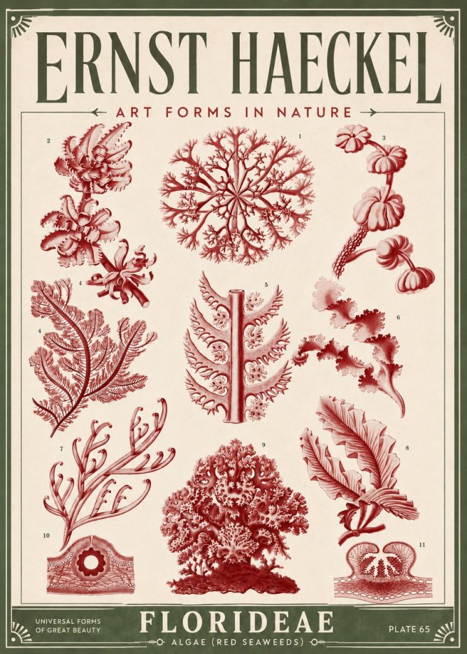 Ernst Haeckel Florideae (Red Seaweeds) No6 - Juliste