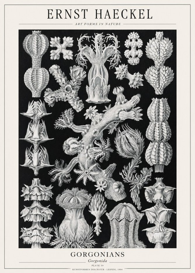 Ernst Haeckel Gorgonians No1 - Juliste