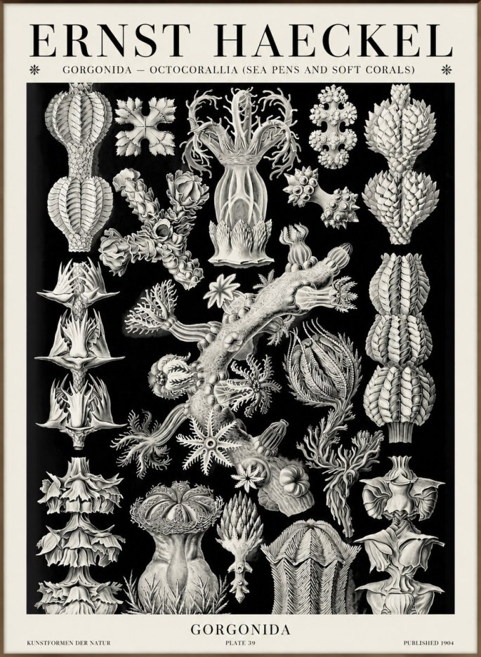 Ernst Haeckel Gorgonians No6 - Juliste