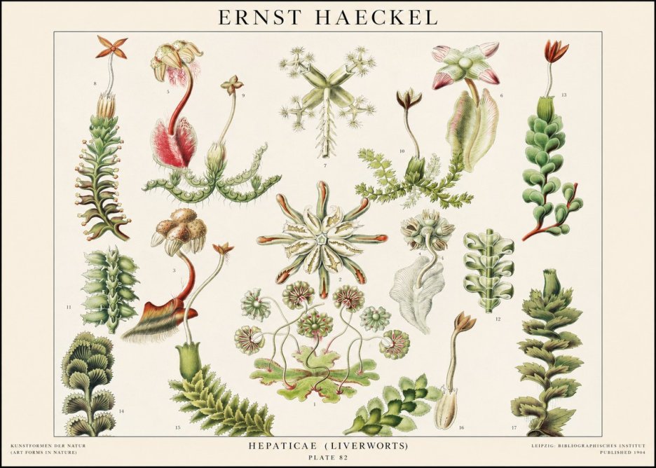 Ernst Haeckel Hepaticae (Liverworts) - Plate 82 No1 - Juliste