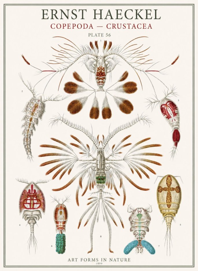 Ernst Haeckel Copepoda — Crustacea Plate 56 No1 - Juliste