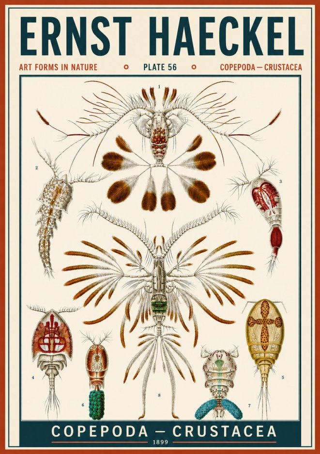 Ernst Haeckel Copepoda — Crustacea Plate 56 No6 - Juliste
