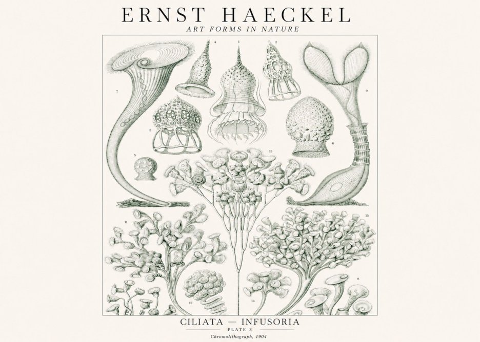 Ernst Haeckel Ciliata - Infusoria - Plate 3 No1 - Juliste