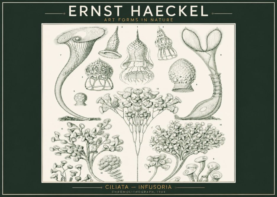 Ernst Haeckel Ciliata - Infusoria - Plate 3 No2 - Juliste