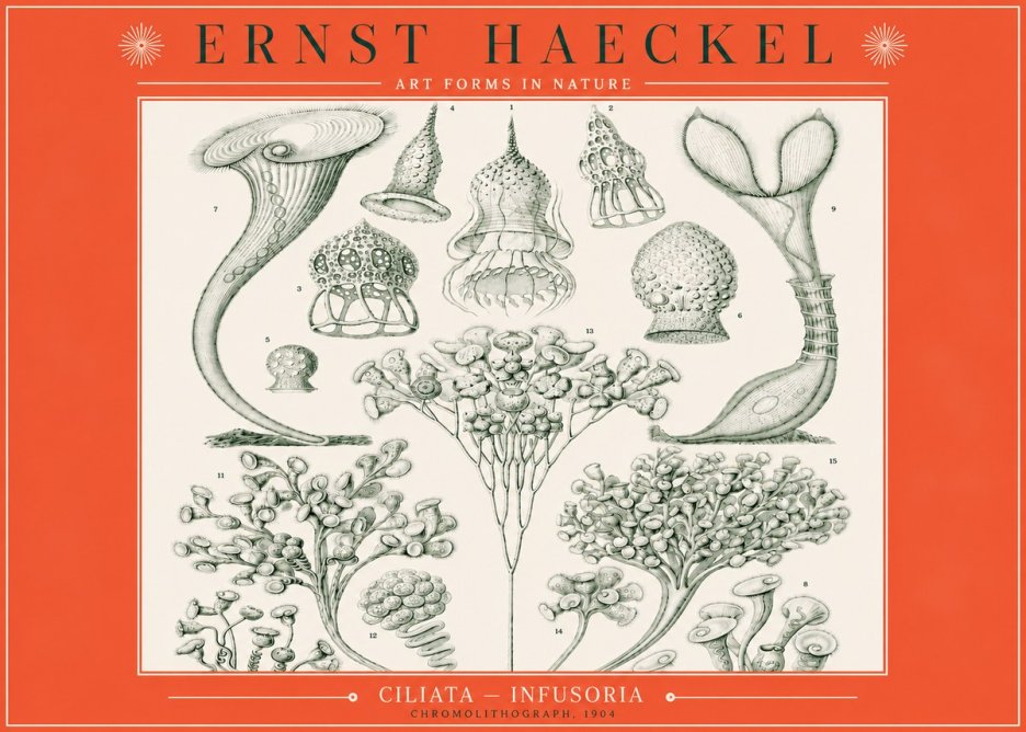 Ernst Haeckel Ciliata - Infusoria - Plate 3 No3 - Juliste