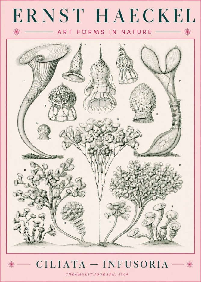Ernst Haeckel Ciliata - Infusoria - Plate 3 No5 - Juliste