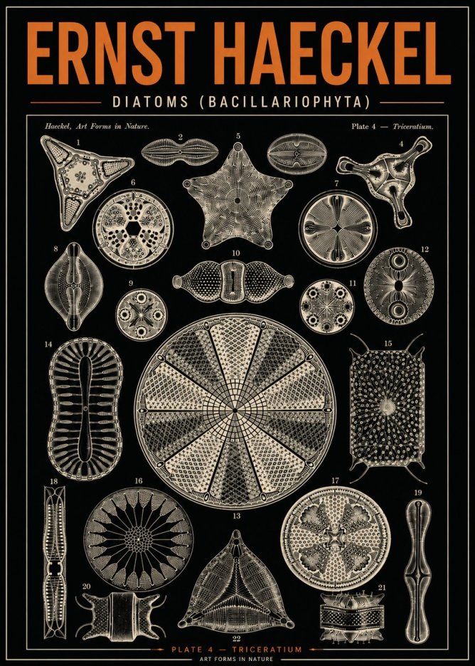 Ernst Haeckel Diatoms (Bacillariophyta) Plate 4 – Triceratium No4 - Juliste