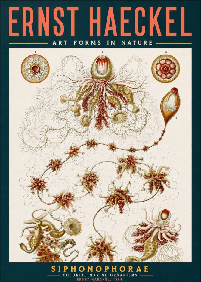 Ernst Haeckel Siphonophorae No2 - Juliste