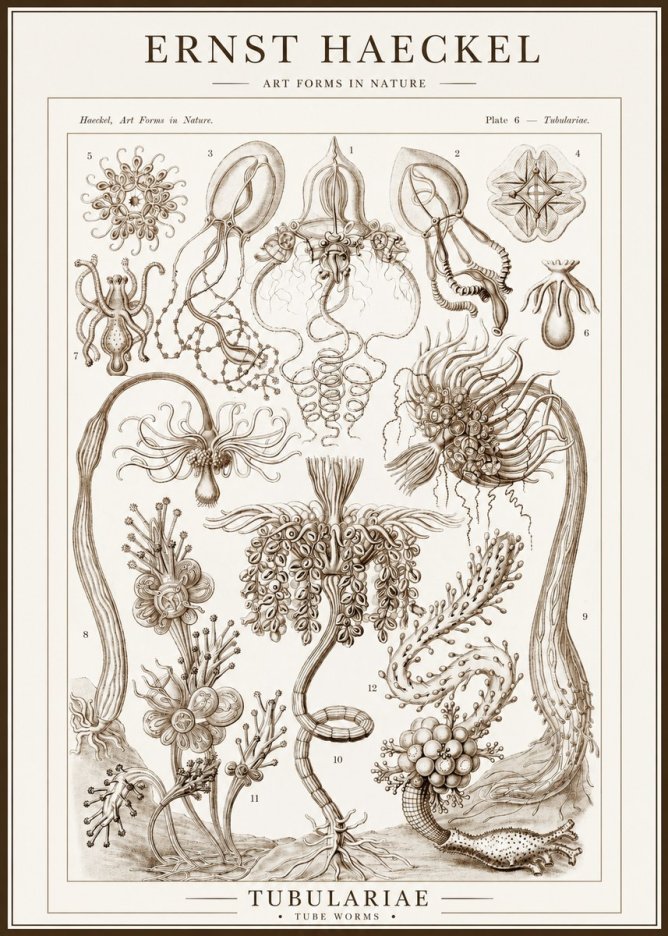 Ernst Haeckel Tubulariae No1 - Juliste