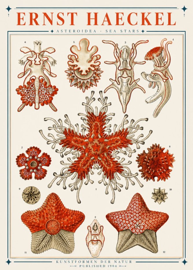 Ernst Haeckel Asteroidea. Sea Stars No3 - Juliste
