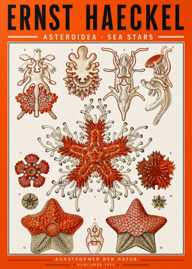 Ernst Haeckel Asteroidea. Sea Stars No5 - Juliste