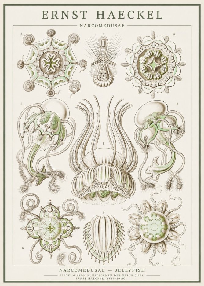 Ernst Haeckel Narcomedusae - Jellyfish No1 - Juliste