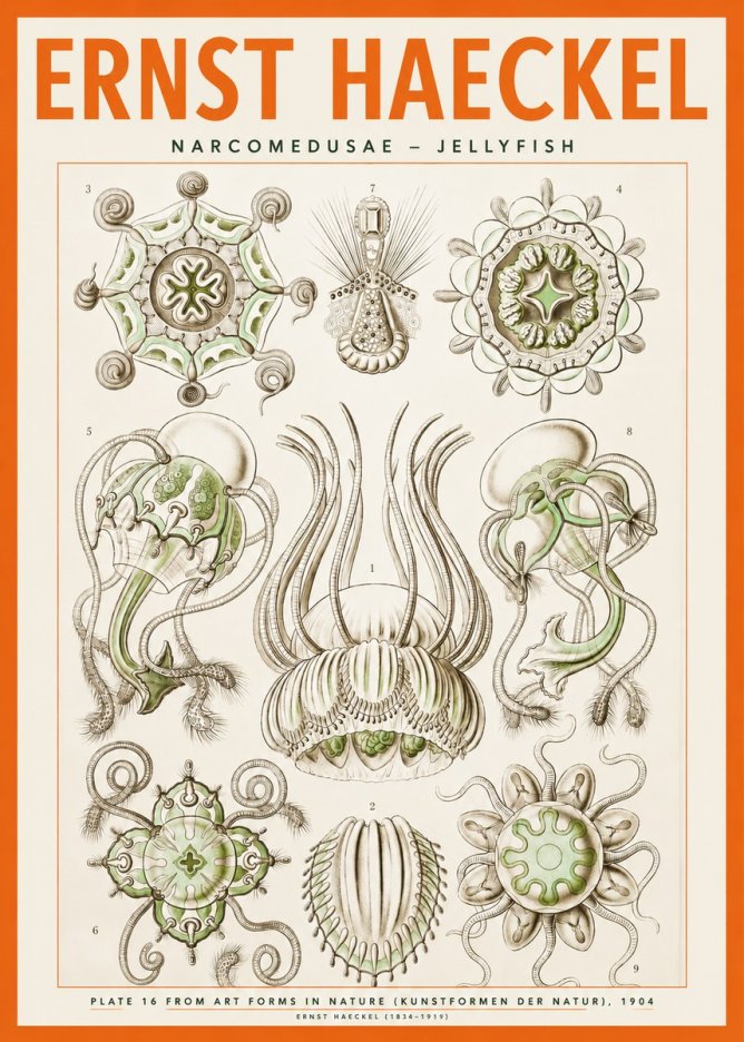 Ernst Haeckel Narcomedusae - Jellyfish No2 - Juliste