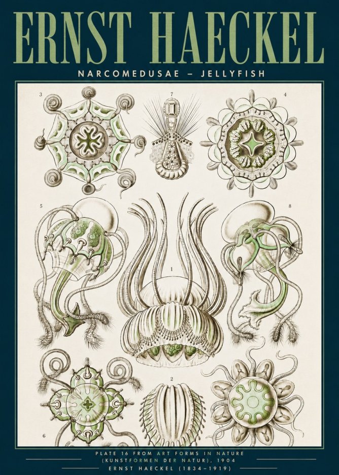 Ernst Haeckel Narcomedusae - Jellyfish No3 - Juliste
