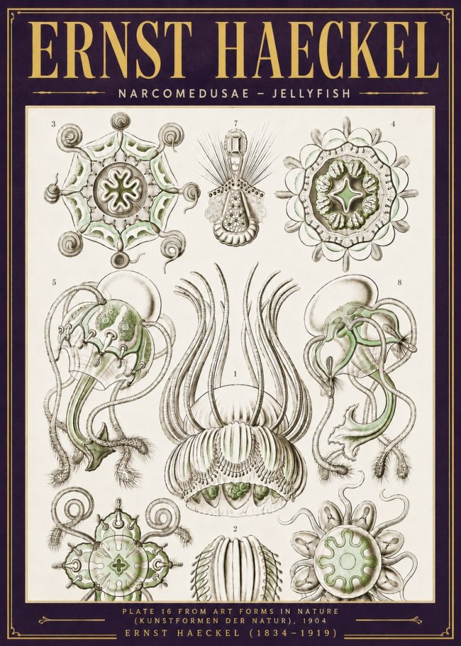 Ernst Haeckel Narcomedusae - Jellyfish No6 - Juliste