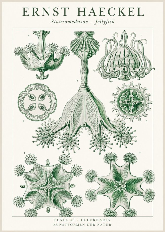 Ernst Haeckel Stauromedusae – Jellyfish No1 - Juliste