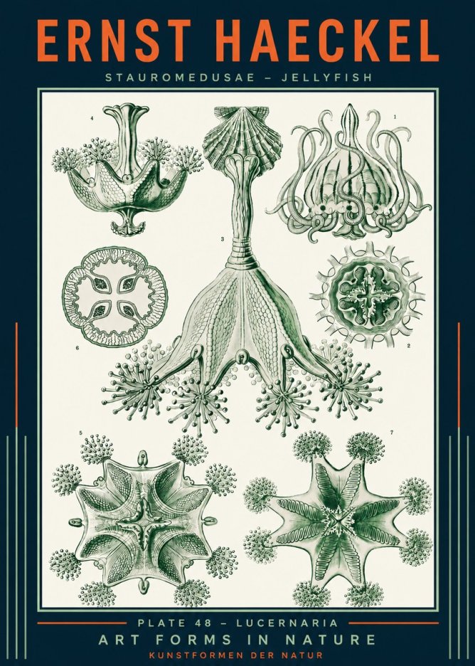 Ernst Haeckel Stauromedusae – Jellyfish No2 - Juliste
