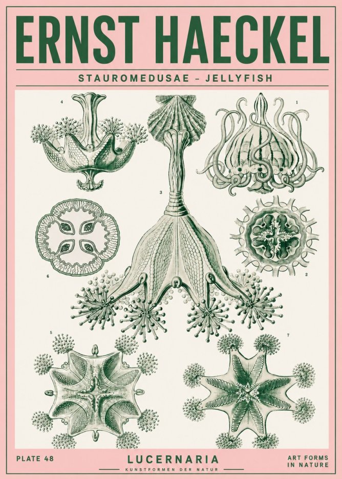 Ernst Haeckel Stauromedusae – Jellyfish No4 - Juliste