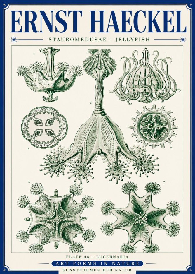 Ernst Haeckel Stauromedusae – Jellyfish No6 - Juliste