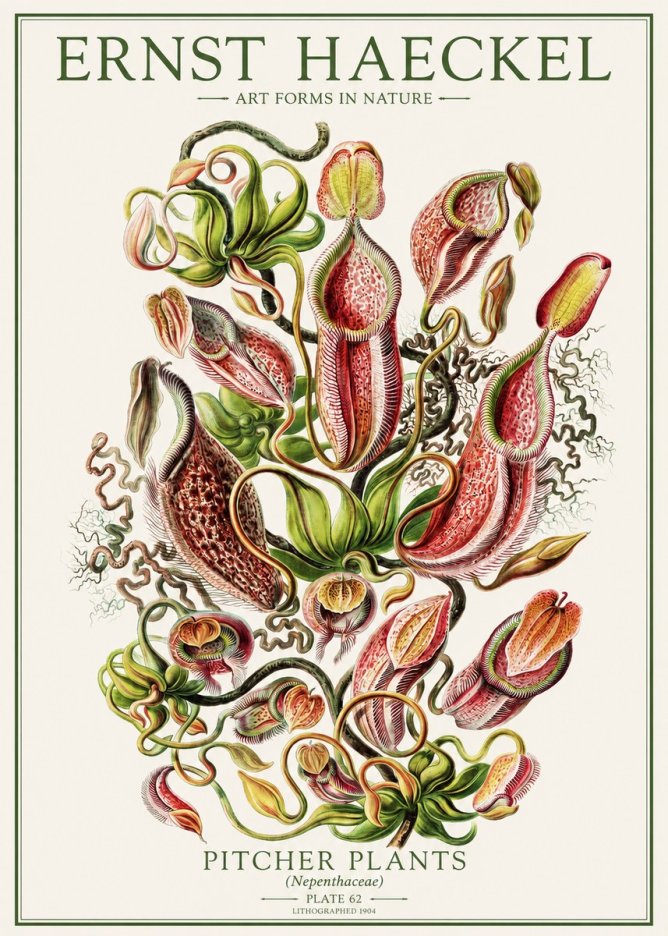 Ernst Haeckel Pitcher Plants No1 - Juliste