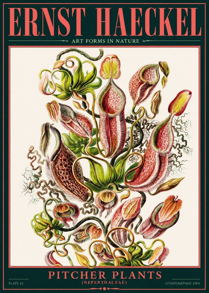 Ernst Haeckel Pitcher Plants No2 - Juliste