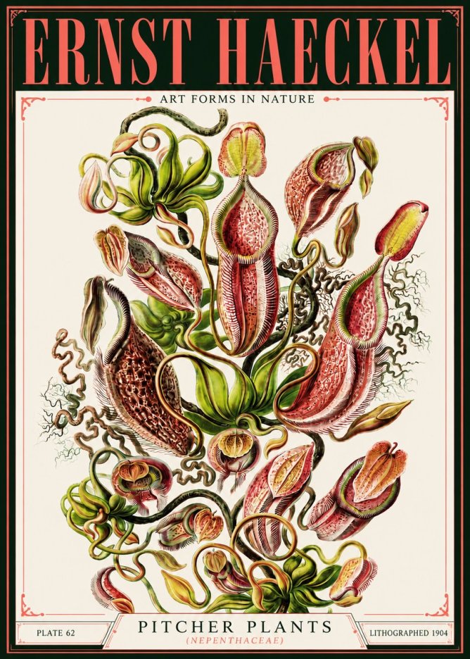 Ernst Haeckel Pitcher Plants No4 - Juliste