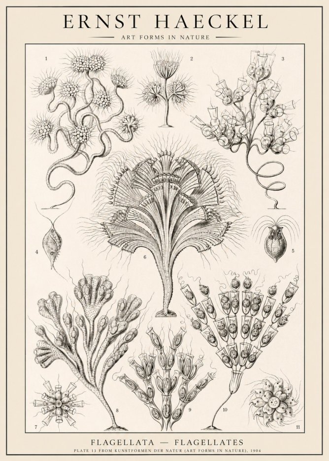 Ernst Haeckel Flagellata - Flagellates No1 - Juliste