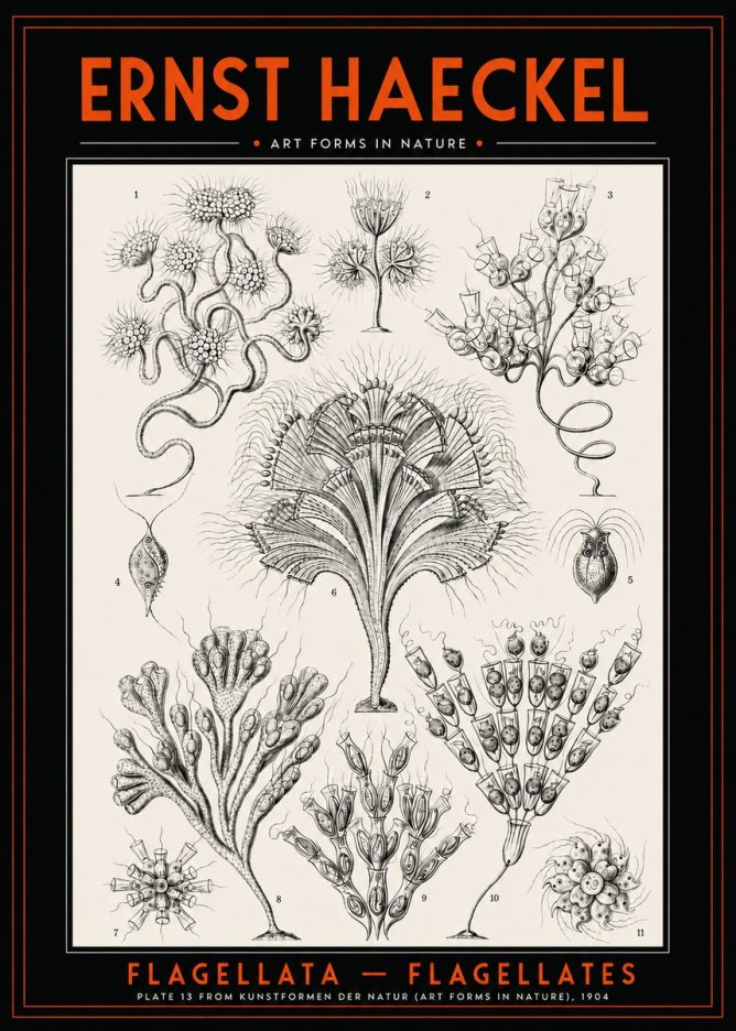 Ernst Haeckel Flagellata - Flagellates No2 - Juliste