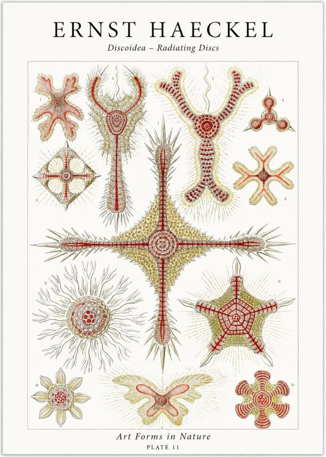 Ernst Haeckel Discoidea – Radiating Discs No1 - Juliste