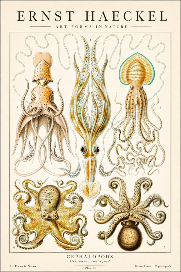 Ernst Haeckel Cephalopods Octopuses and Squid No1 - Juliste