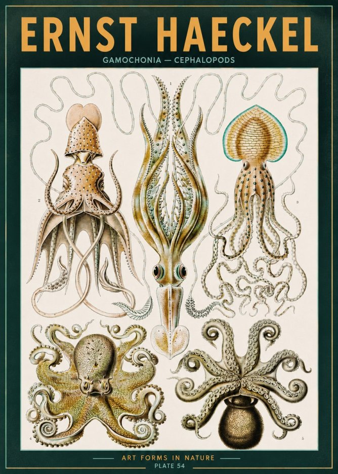 Ernst Haeckel Cephalopods Octopuses and Squid No3 - Juliste
