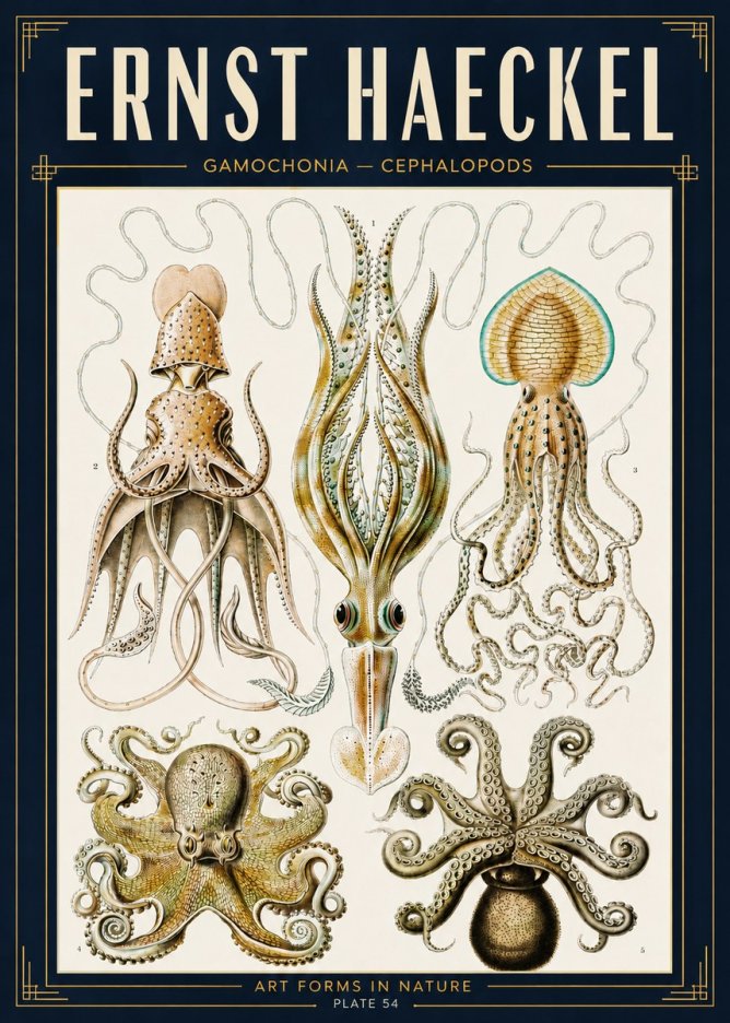 Ernst Haeckel Cephalopods Octopuses and Squid No5 - Juliste