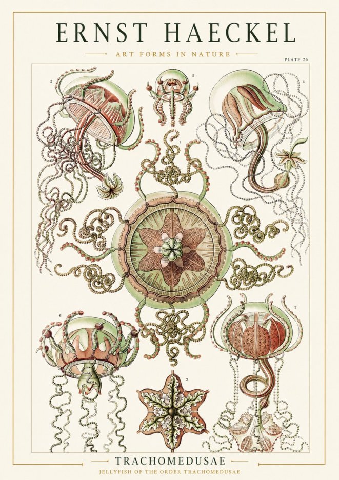 Ernst Haeckel Trachomedusae No1 - Juliste