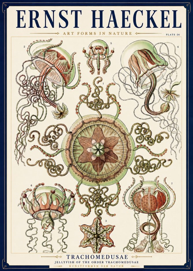 Ernst Haeckel Trachomedusae No3 - Juliste