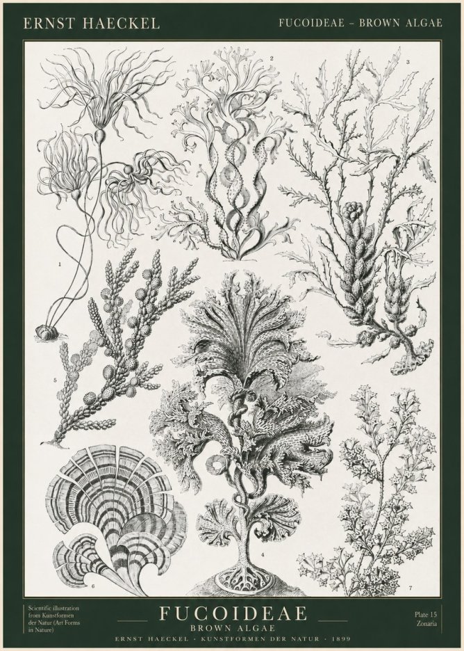 Ernst Haeckel Fucoideae - Brown Algae No1 - Juliste
