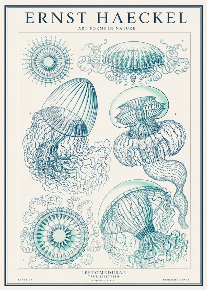 Ernst Haeckel Leptomedusae True Jellyfish No1 - Juliste