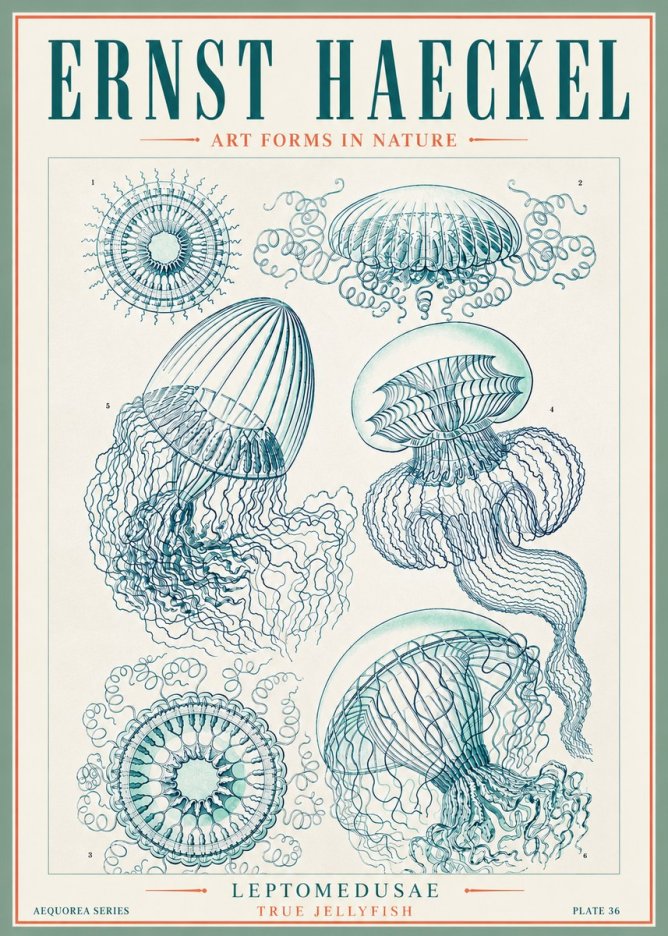 Ernst Haeckel Leptomedusae True Jellyfish No3 - Juliste