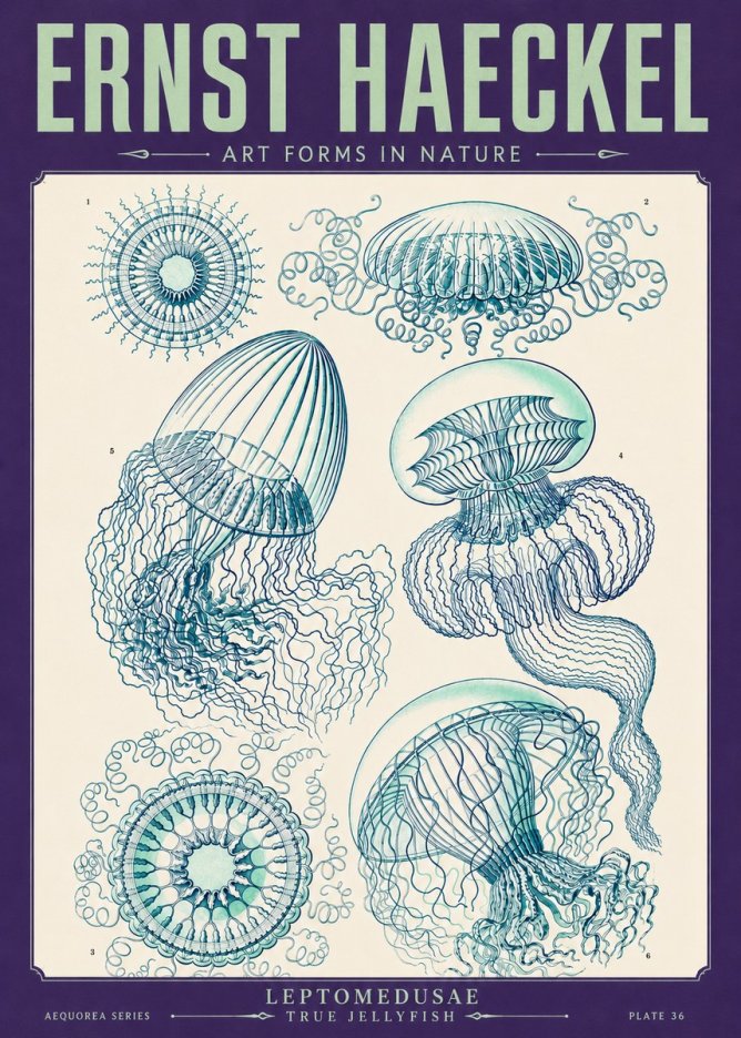 Ernst Haeckel Leptomedusae True Jellyfish No4 - Juliste