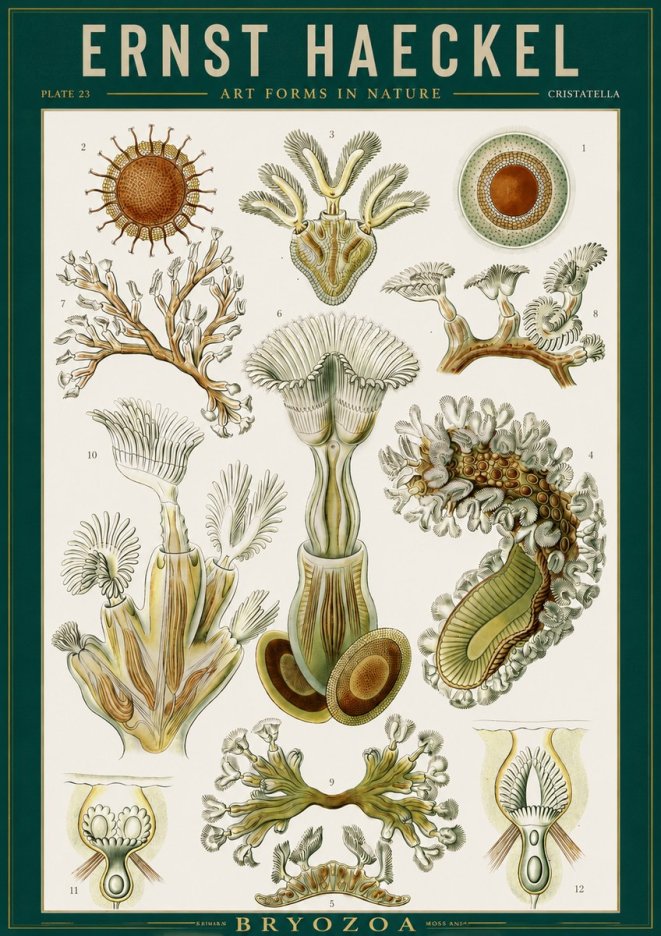 Ernst Haeckel Cristatella No2 - Juliste