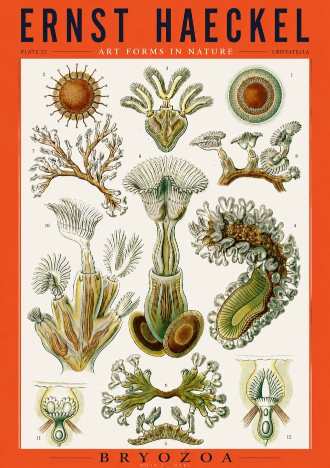 Ernst Haeckel Cristatella No3 - Juliste