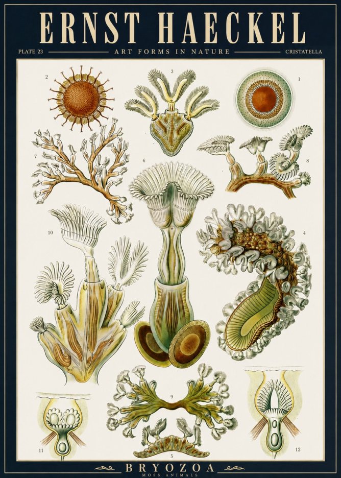 Ernst Haeckel Cristatella No5 - Juliste