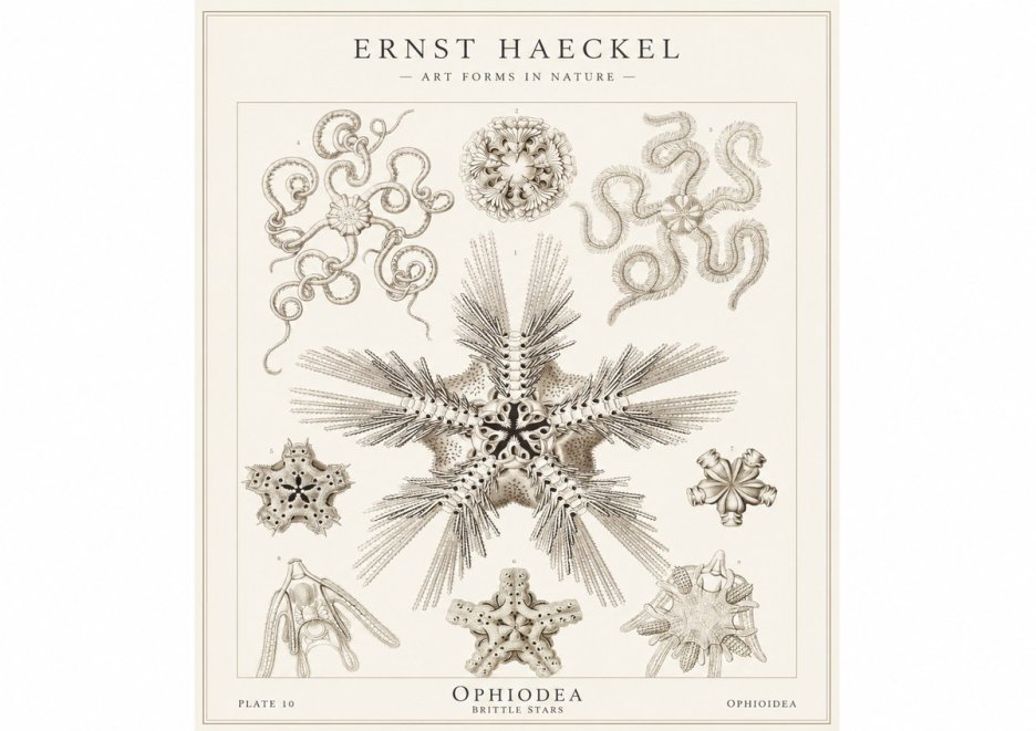 Ernst Haeckel Ophiodea - Brittle Stars I No1 - Juliste