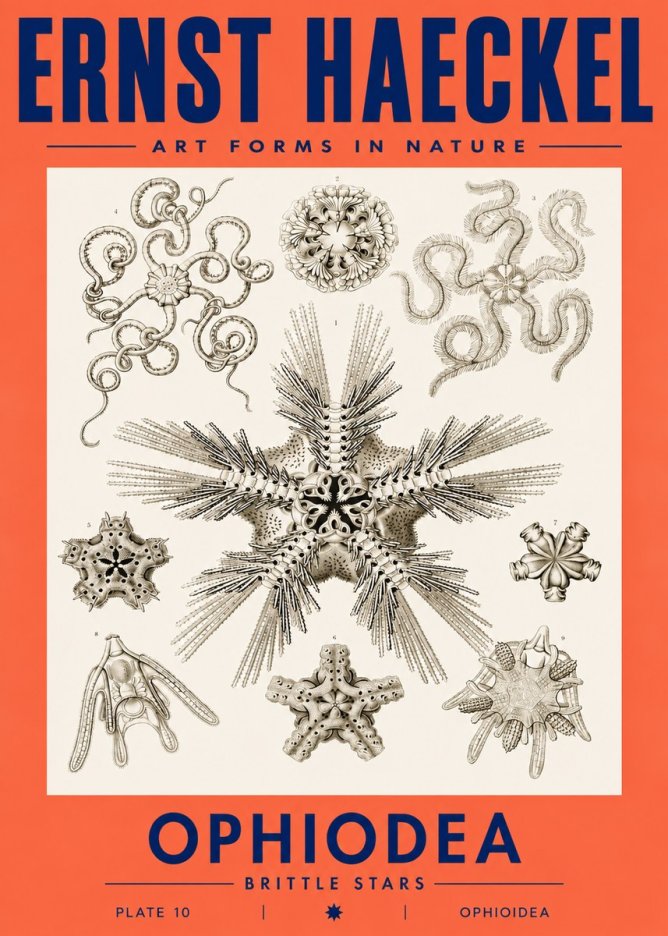 Ernst Haeckel Ophiodea - Brittle Stars I No3 - Juliste