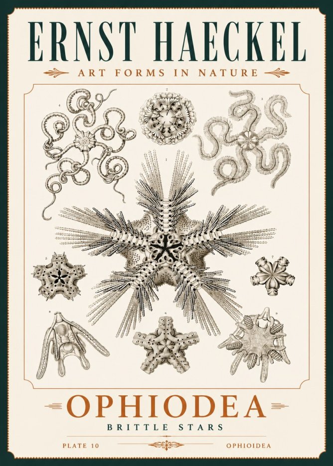 Ernst Haeckel Ophiodea - Brittle Stars I No4 - Juliste