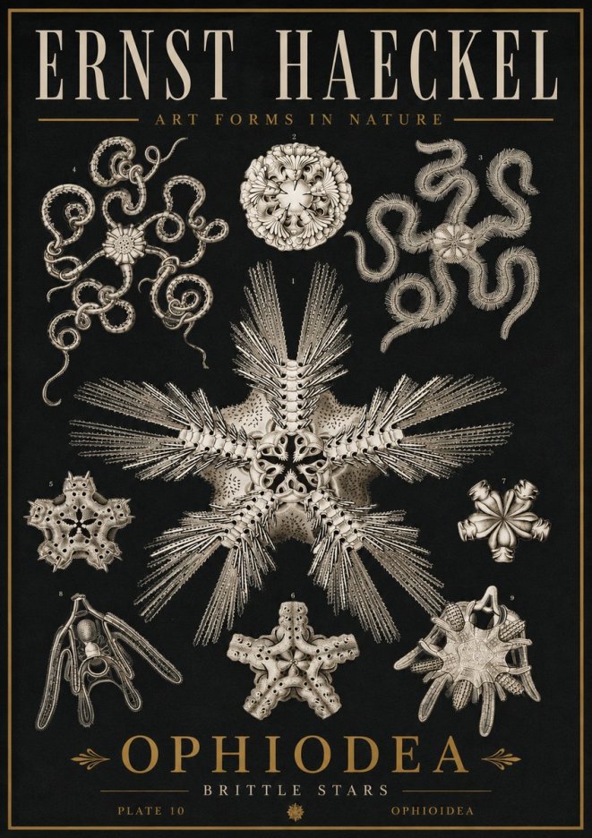 Ernst Haeckel Ophiodea - Brittle Stars I No5 - Juliste