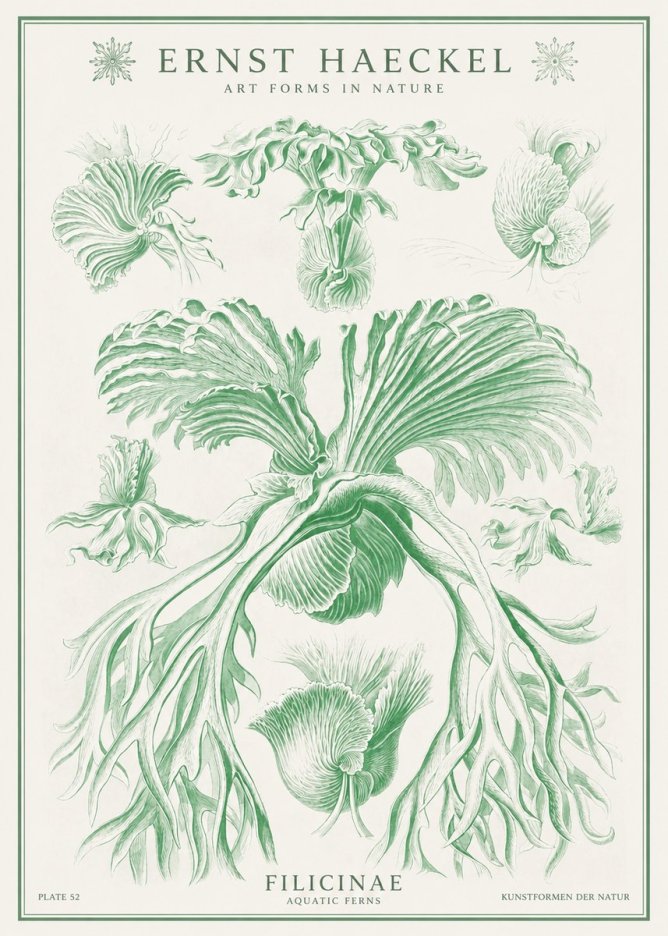 Ernst Haeckel Filicinae No1 - Juliste