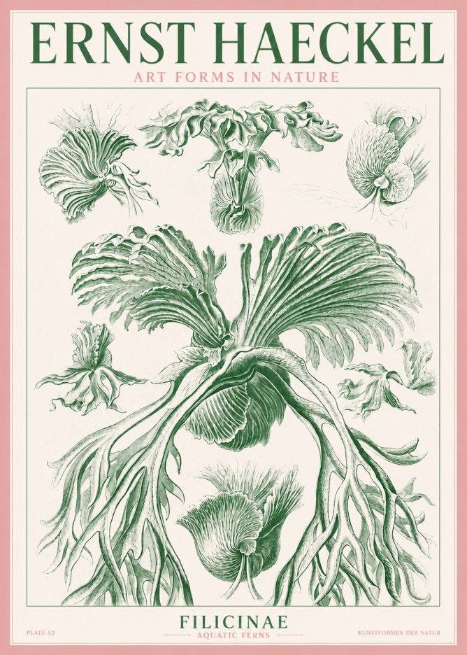 Ernst Haeckel Filicinae No3 - Juliste